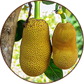 Jackfruit